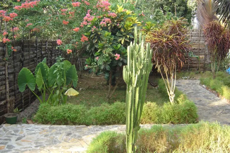 Jardin avec cactus, plantes tropicales et allée de pierre